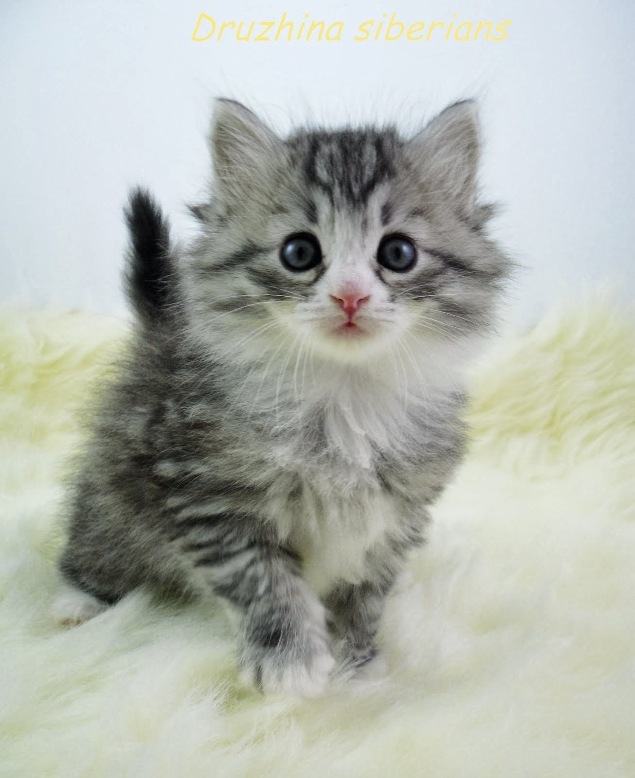 Сибирский котенок хвостик